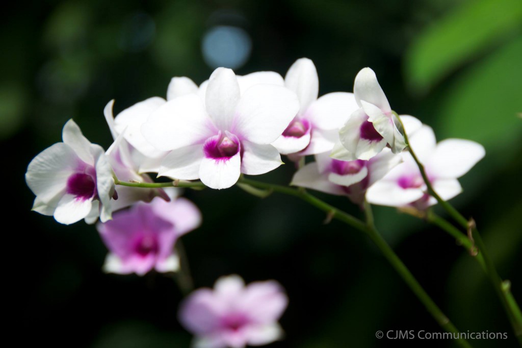 National Orchid Garden, Singapore